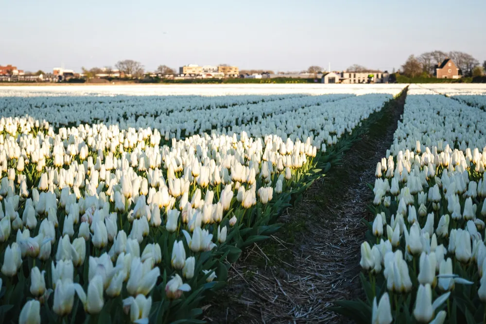 Bloeiend bollenveld in de Bollenstreek