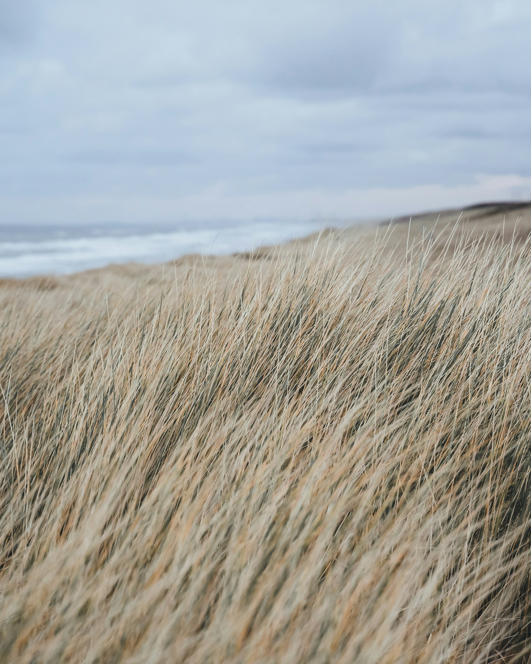Duinen bij Noordwijk
