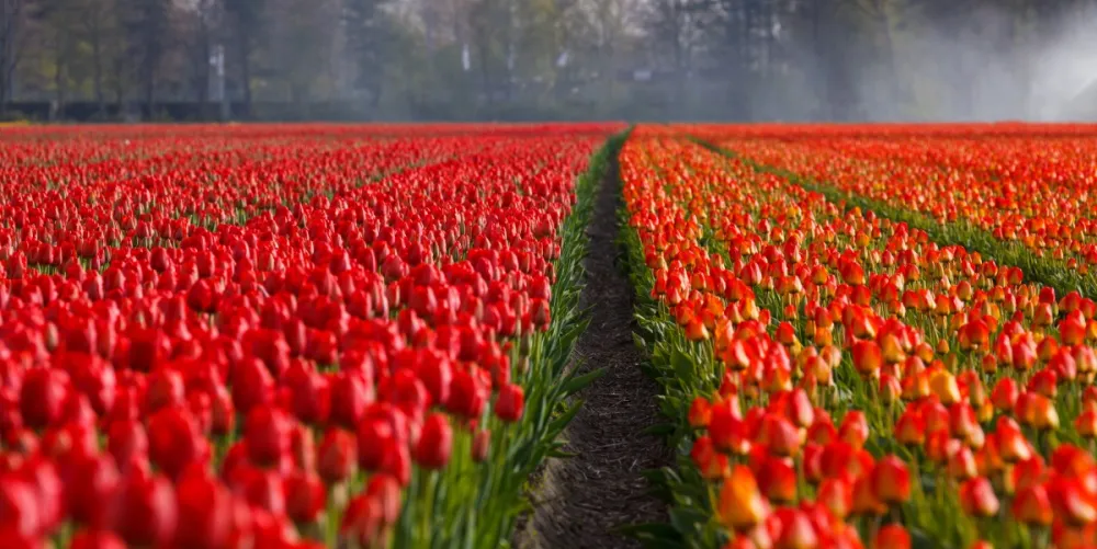 Tulpen in de Bollenstreek